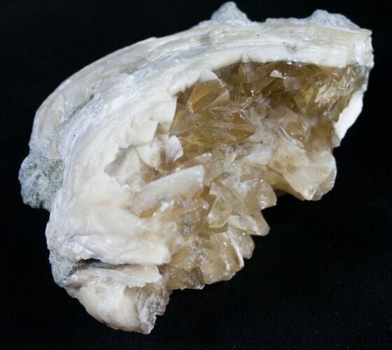 Golden Calcite Crystal Clam Fossil #6553